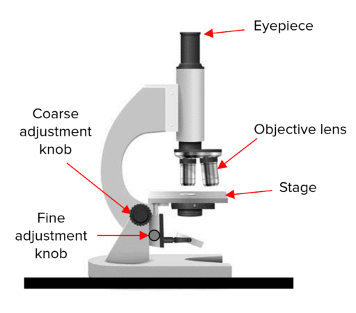 Microscopy Questions and Revision | MME