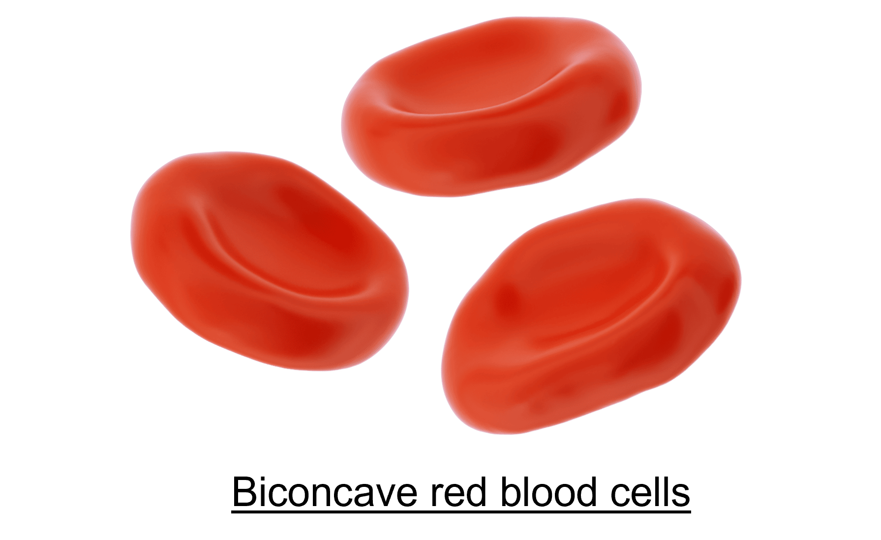 components-of-the-blood-questions-and-revision-mme