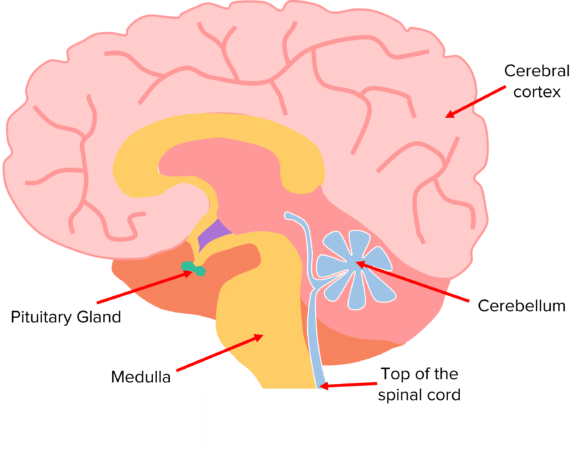 The Brain Questions and Revision | MME