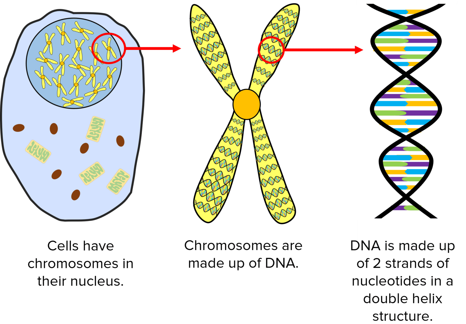 DNA Questions and Revision | MME