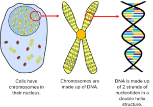 DNA Questions and Revision | MME