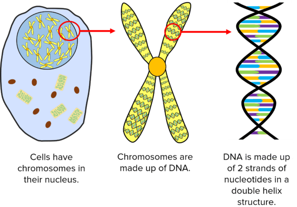 DNA Questions and Revision | MME