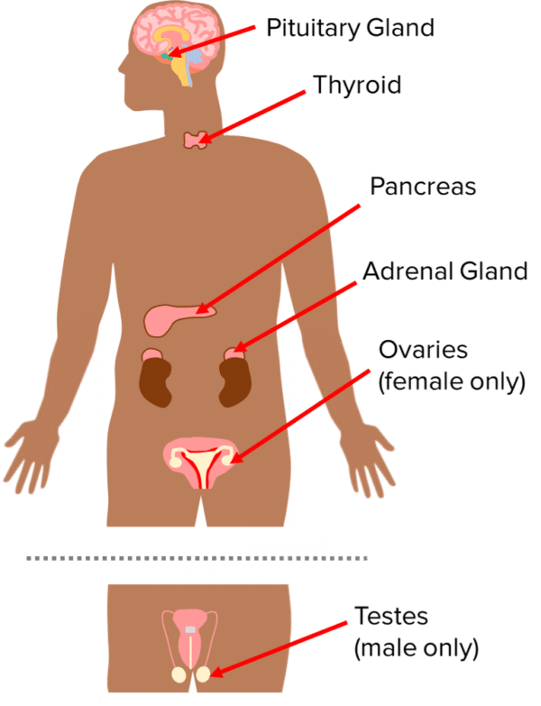 Endocrine System Questions And Revision Mme 1605