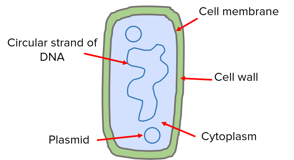 Cell Structure Questions and Revision | MME
