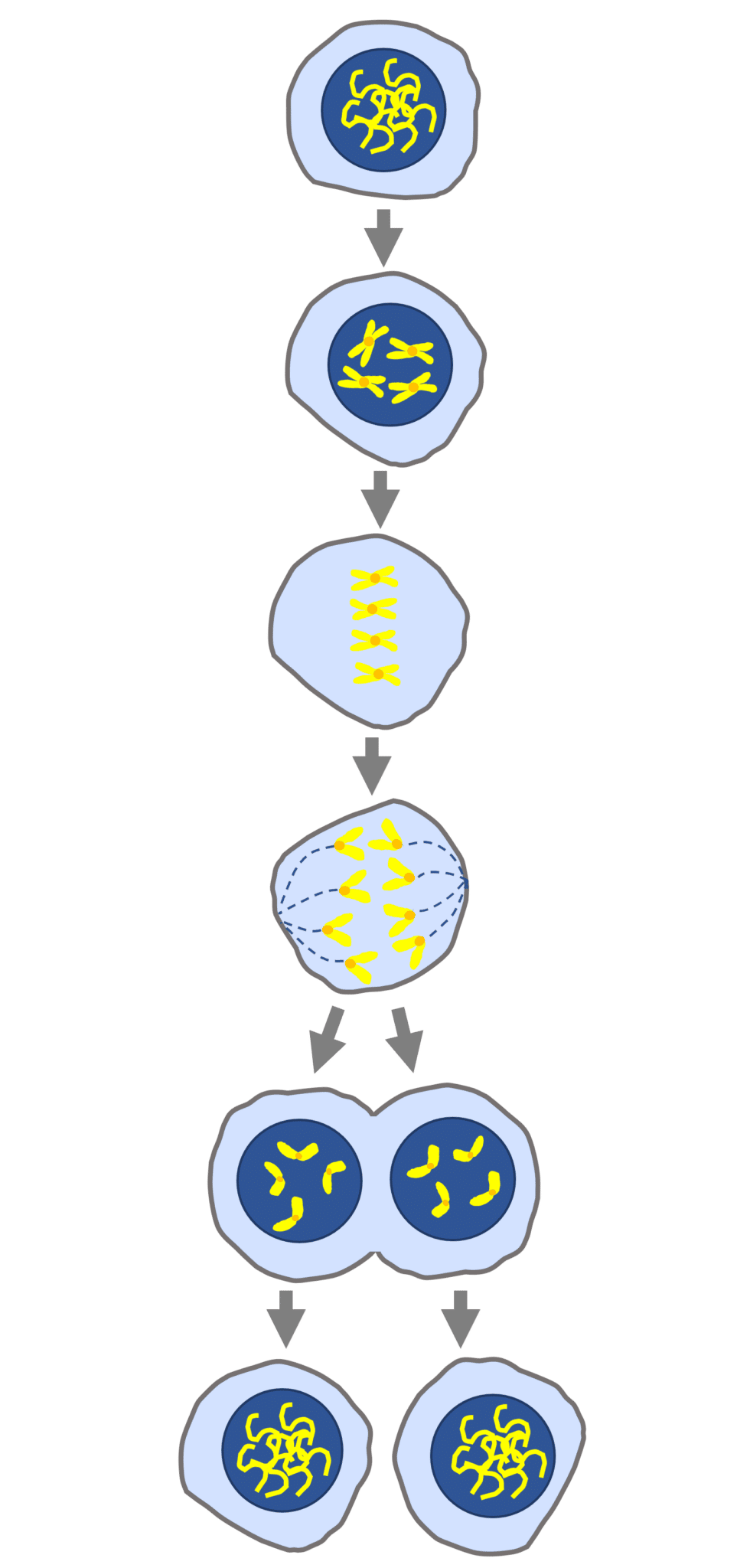 cell-division-questions-and-revision-mme