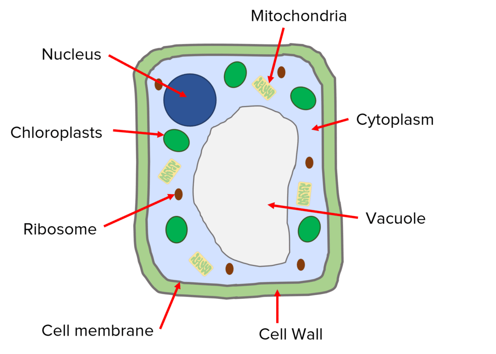 Cell Structure Questions and Revision | MME