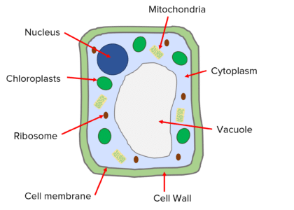 Cell Structure Questions and Revision | MME