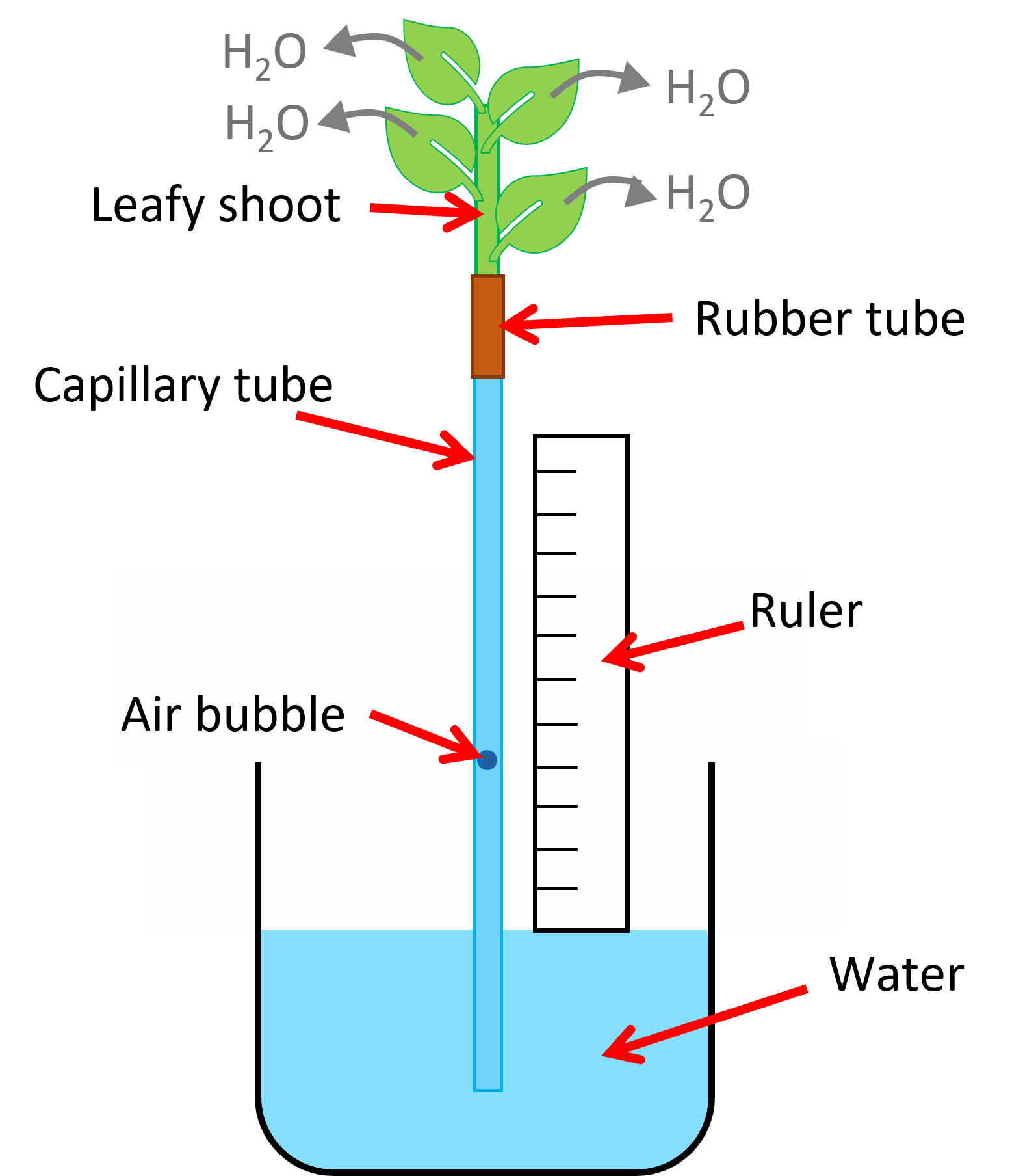 potometer experiment gcse biology