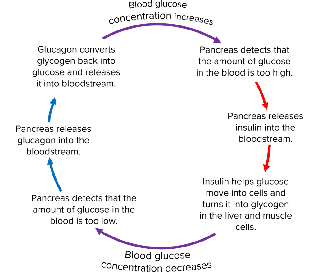 Control Of Blood Glucose Questions And Revision MME   Blood Glucose Feedback Cycle 1024x875 