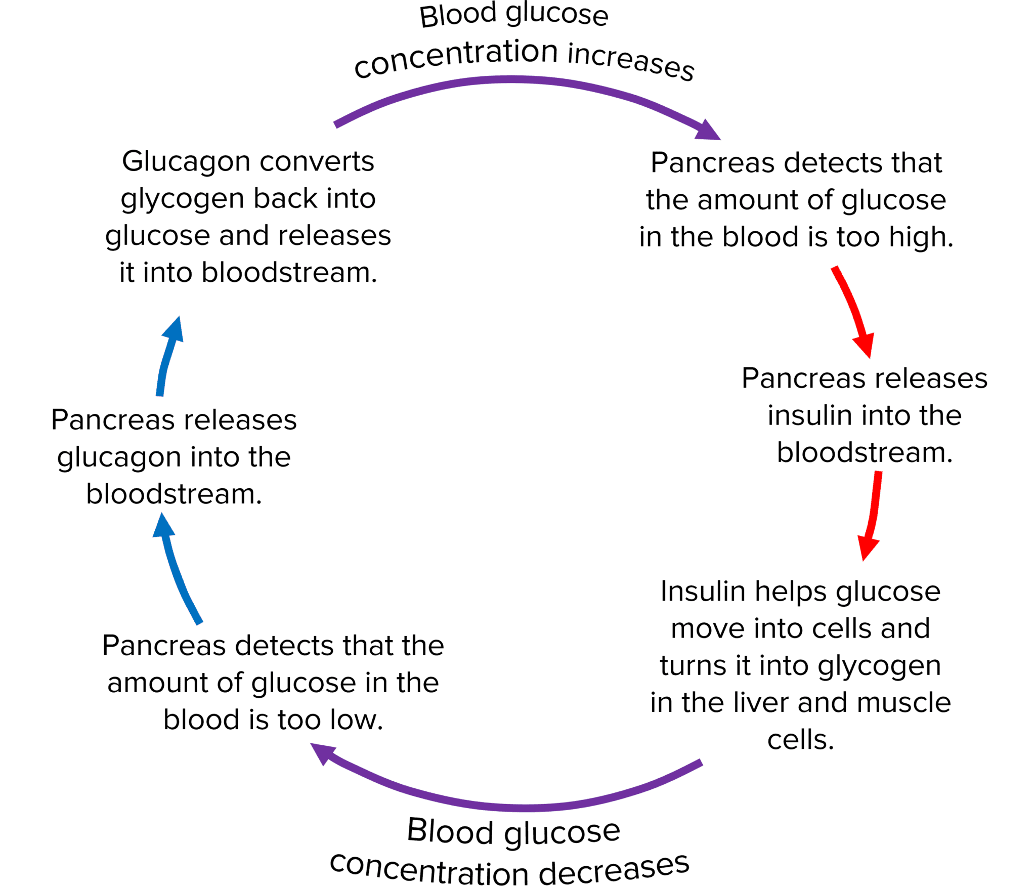 Control of Blood Glucose Questions and Revision MME