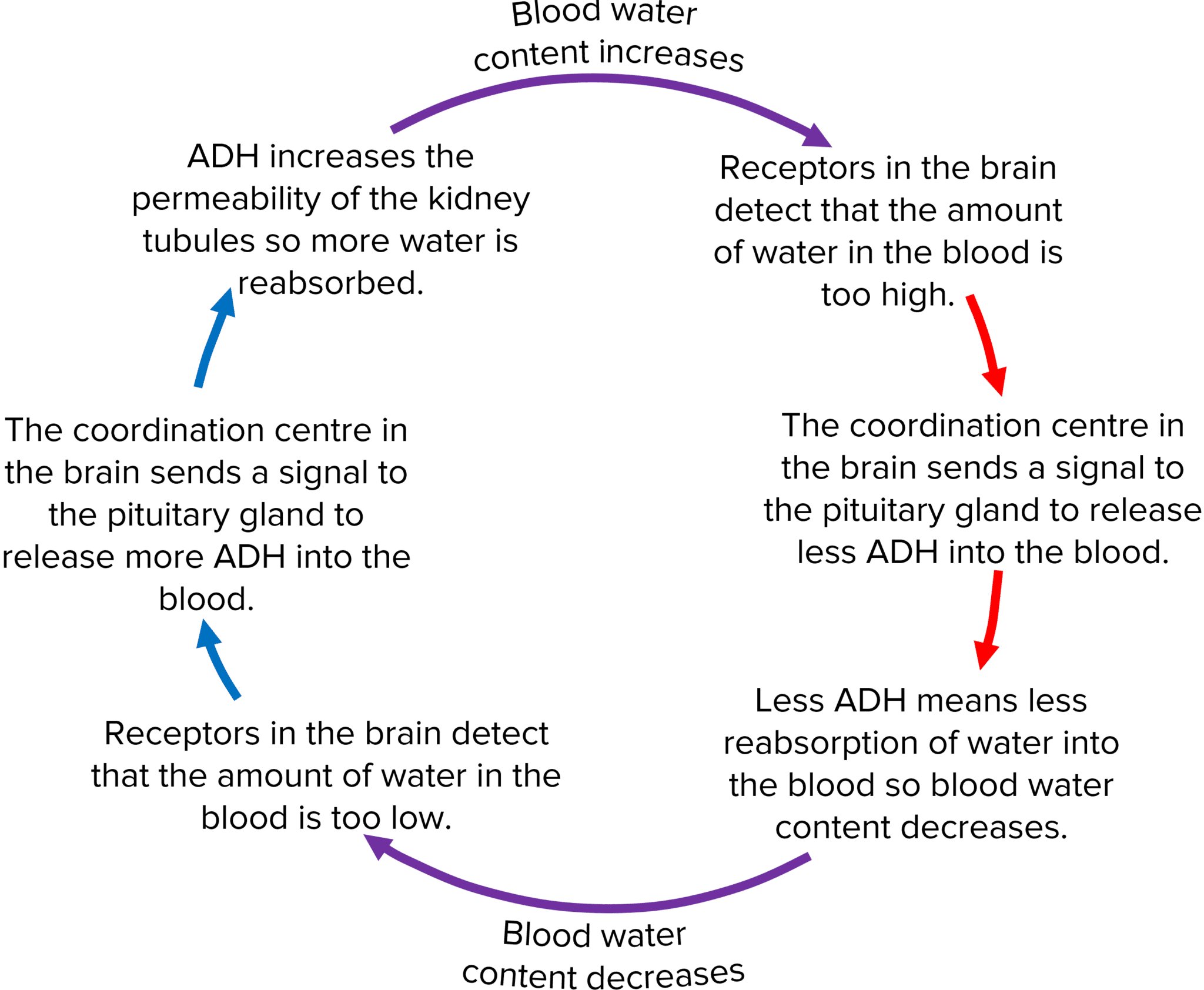 Maintaining Water and Nitrogen Balance Questions and Revision | MME