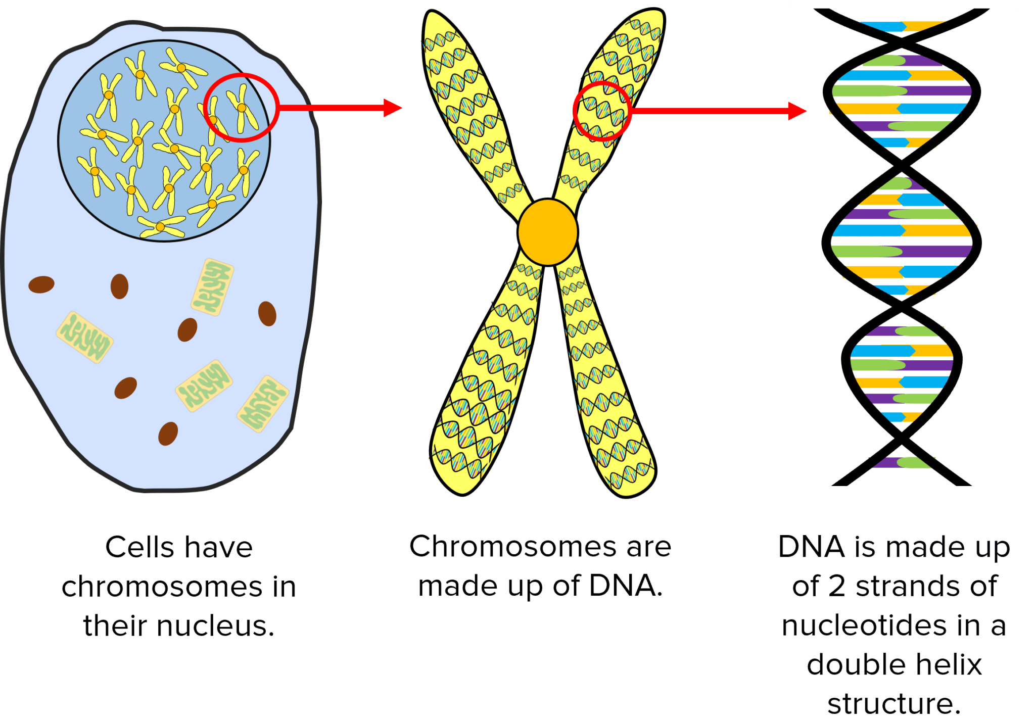 DNA Questions and Revision | MME