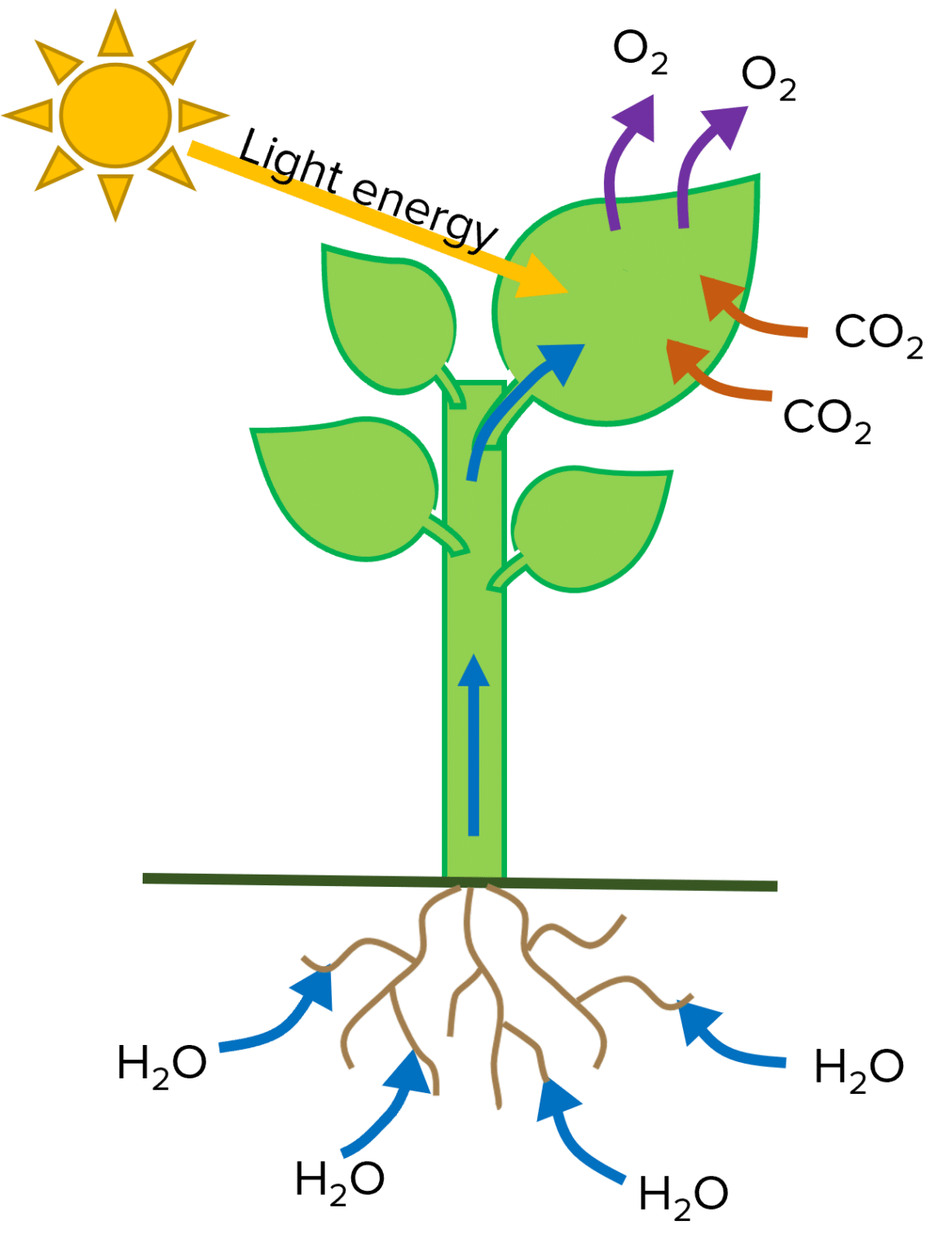 Photosynthesis Questions And Revision Mme