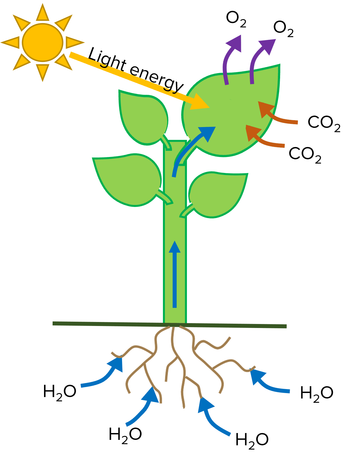 What Is Photosynthesis Class 11th Biology