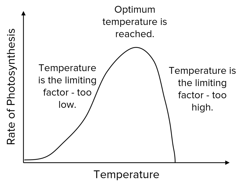 limiting factors on photosynthesis