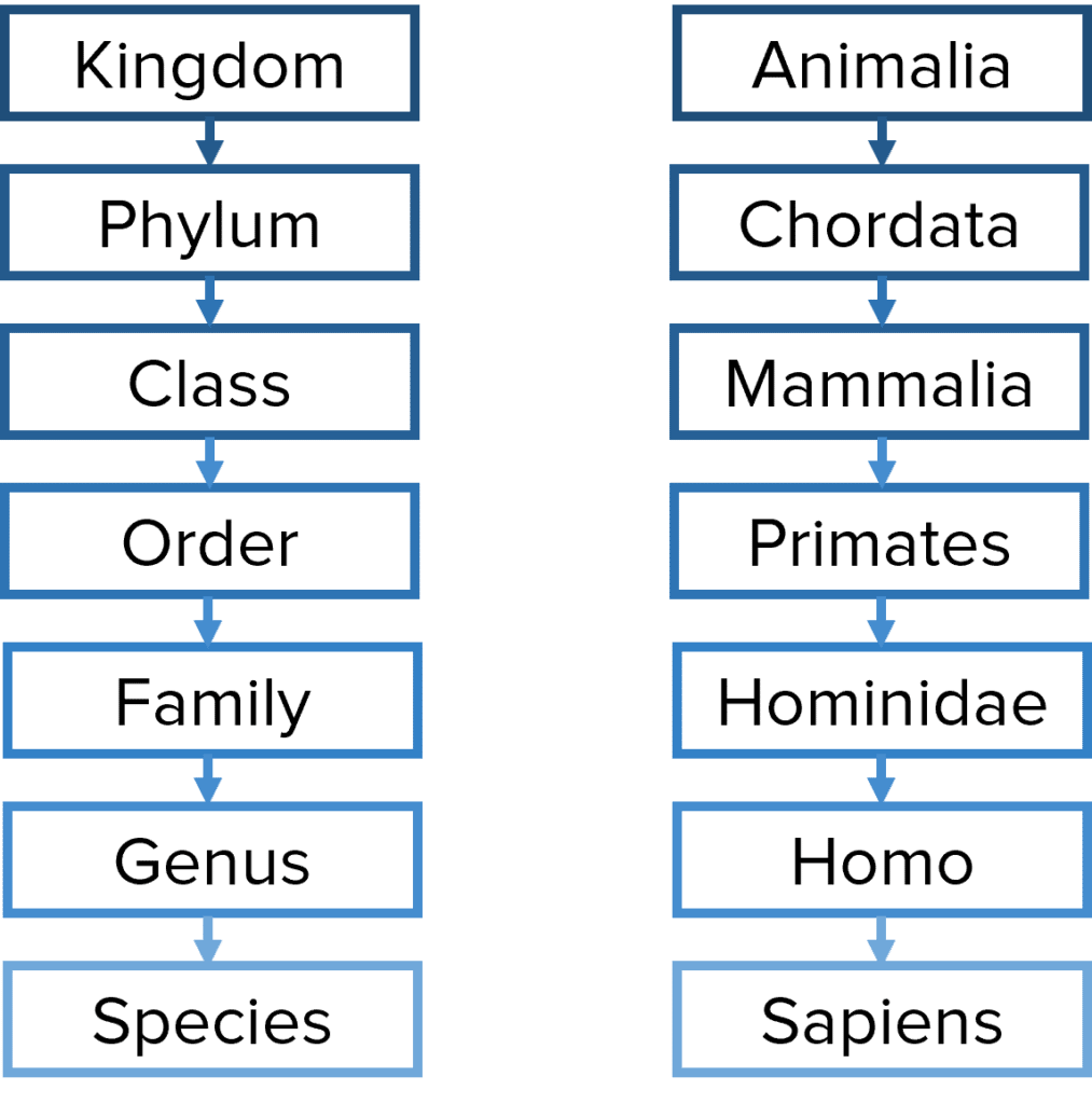 classifying organisms