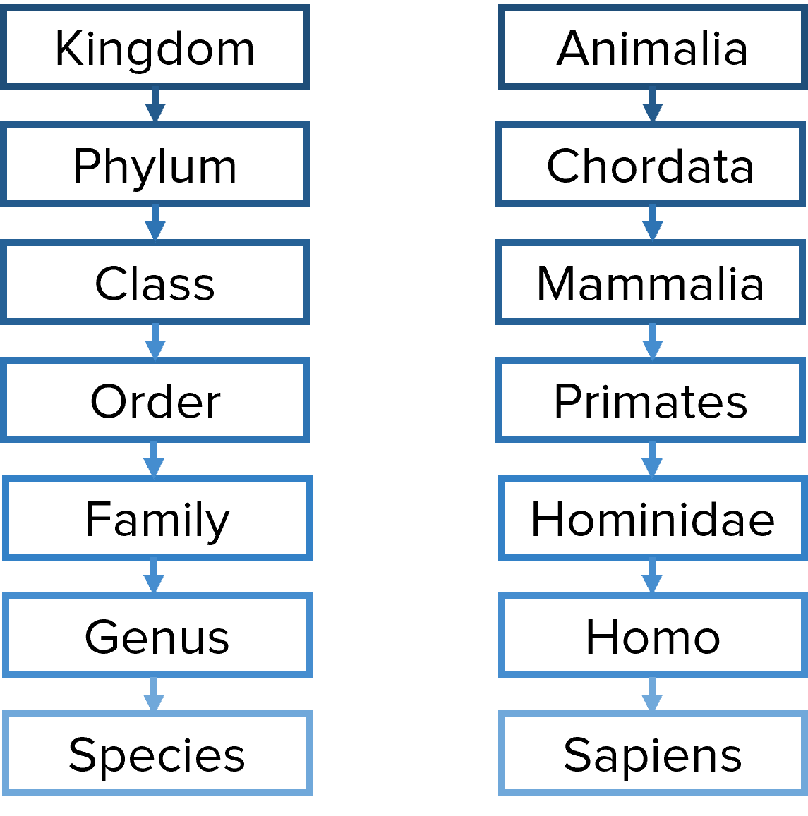 human-classification-chart