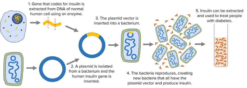 genetic-engineering-questions-and-revision-mme