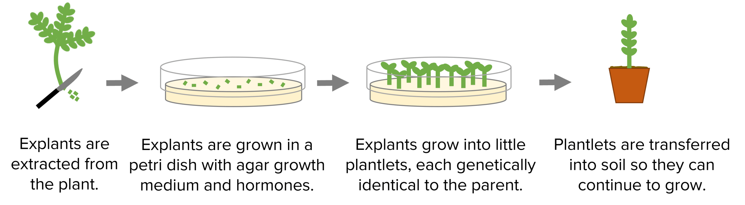 cloning process in plants